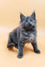 Adorable Gray Maine Coon Kitten from Maya, perfect for cat lovers and pet enthusiasts