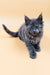 Gray Maine Coon kitten named Maya, perfect for cat lovers everywhere