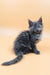 Adorable Gray Maine Coon kitten in the Maya product line, perfect for pet lovers