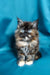 Fluffy tortoiseshell Maine Coon kitten with striking blue eyes, Maya