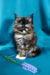 Fluffy Tortoiseshell Maine Coon Kitten with Blue Eyes by a Purple Flower