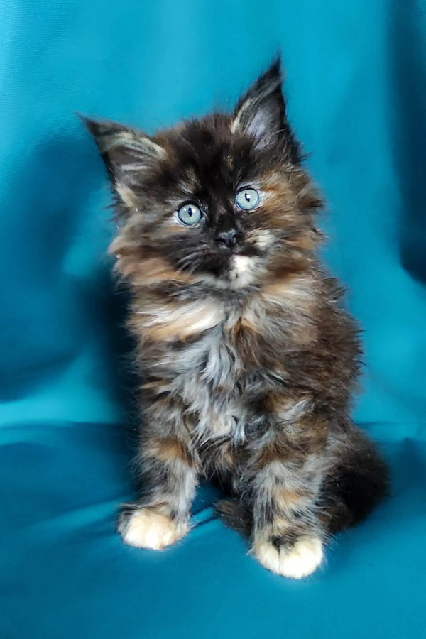 Fluffy tortoiseshell Maine Coon kitten with bright blue eyes, adorable and playful