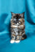 Fluffy tortoiseshell Maine Coon kitten with bright blue eyes sitting upright