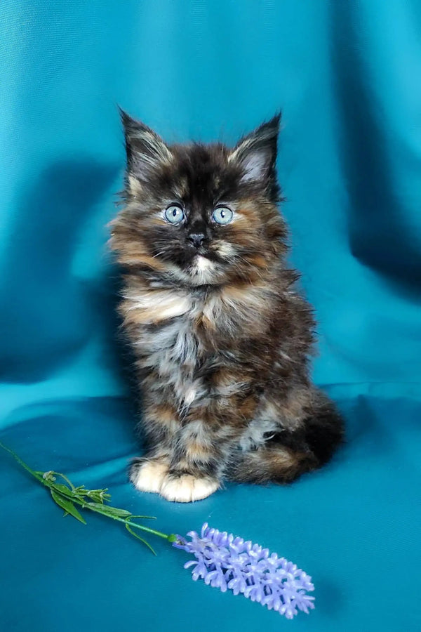 Fluffy tortoiseshell Maine Coon kitten with blue eyes sitting by a purple flower