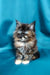 Fluffy Tortoiseshell Maine Coon Kitten Maya with Bright Blue Eyes Sitting Upright