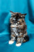 Fluffy tortoiseshell Maine Coon kitten with bright blue eyes, super adorable!