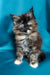 Fluffy Tortoiseshell Maine Coon Kitten with Bright Blue Eyes named Maya