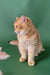 Golden British Shorthair kitten named Mayla, looking adorable and playful