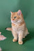 Adorable Golden British Shorthair kitten named Mayla ready for a new home