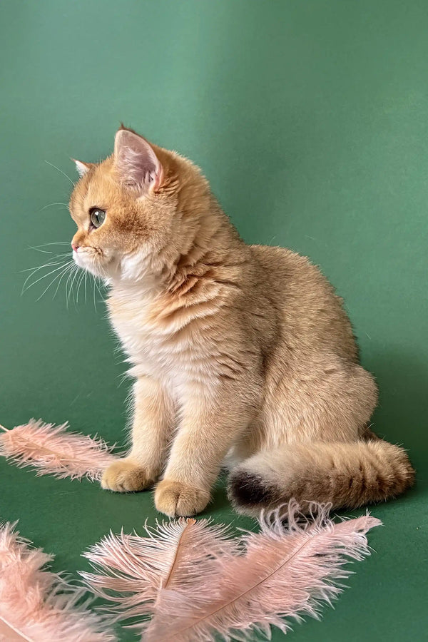 Adopt Mayla the Golden British Shorthair Kitten