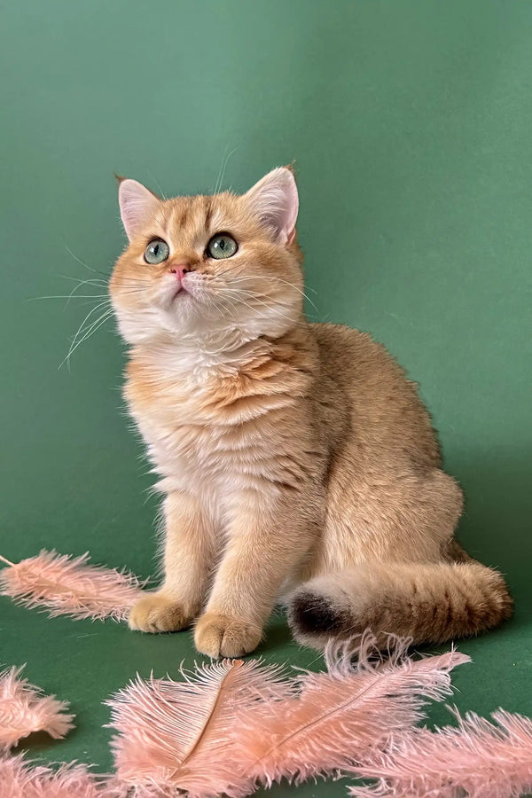 Golden British Shorthair kitten named Mayla looking adorable and playful