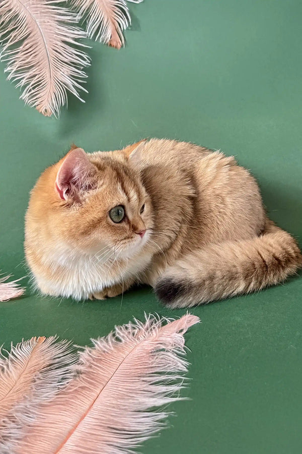Golden British Shorthair kitten named Mayla looking adorable and playful