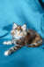 Fluffy Maine Coon kitten with tabby markings lounging on a blue surface