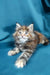 Fluffy Maine Coon kitten with wide eyes lounging on a blue surface