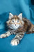 Fluffy Maine Coon kitten with bright eyes lounging on a blue surface