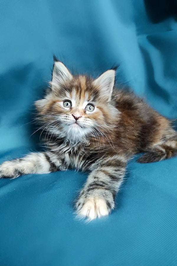 Fluffy Maine Coon kitten with big eyes lounging on a blue surface