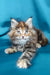 Fluffy Maine Coon kitten with bright blue eyes and pointed ears, perfect for cuddles