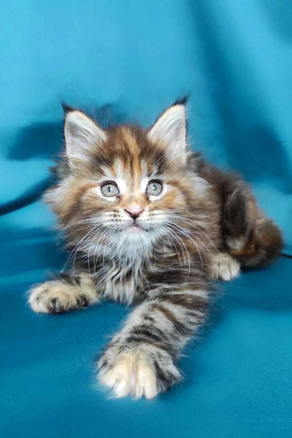 Fluffy Maine Coon kitten with bright blue eyes and pointed ears, perfect for cuddles