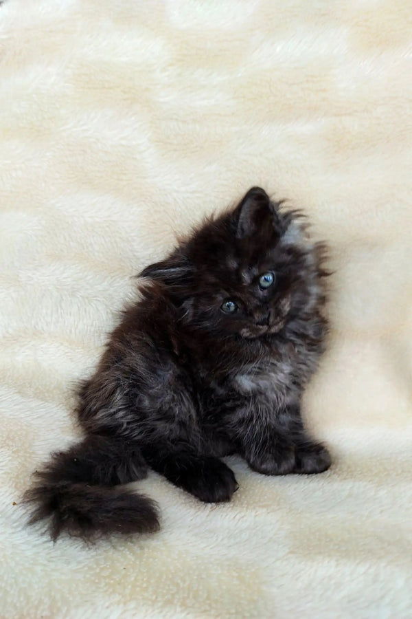 Fluffy black Maine Coon kitten with bright blue eyes, perfect for pet lovers