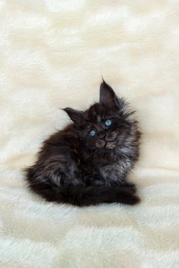 Fluffy black Maine Coon kitten with bright blue eyes, perfect for any cat lover