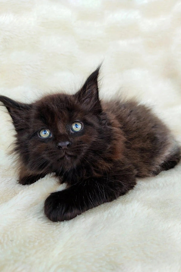 Fluffy Maine Coon Kitten with bright blue eyes, Meagan ready for cuddles