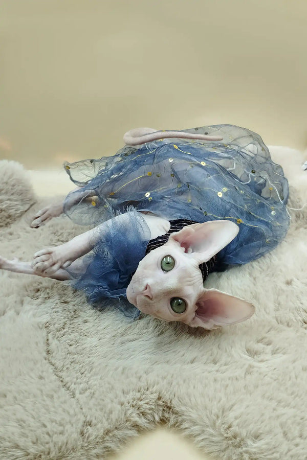 Medea | canadian sphynx kitten