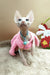 Medea | canadian sphynx kitten
