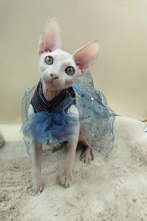 Medea | canadian sphynx kitten