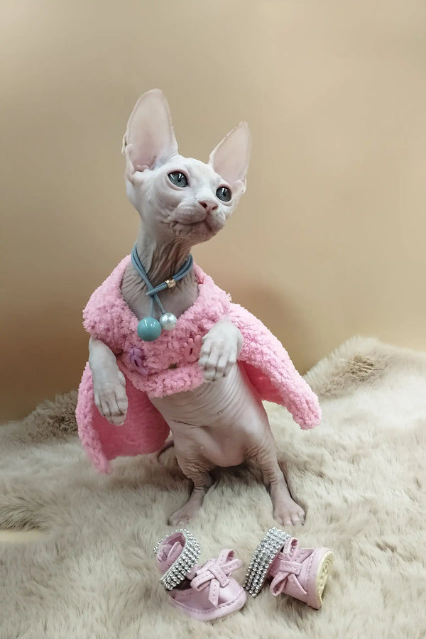 Medea | canadian sphynx kitten