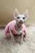 Medea | canadian sphynx kitten