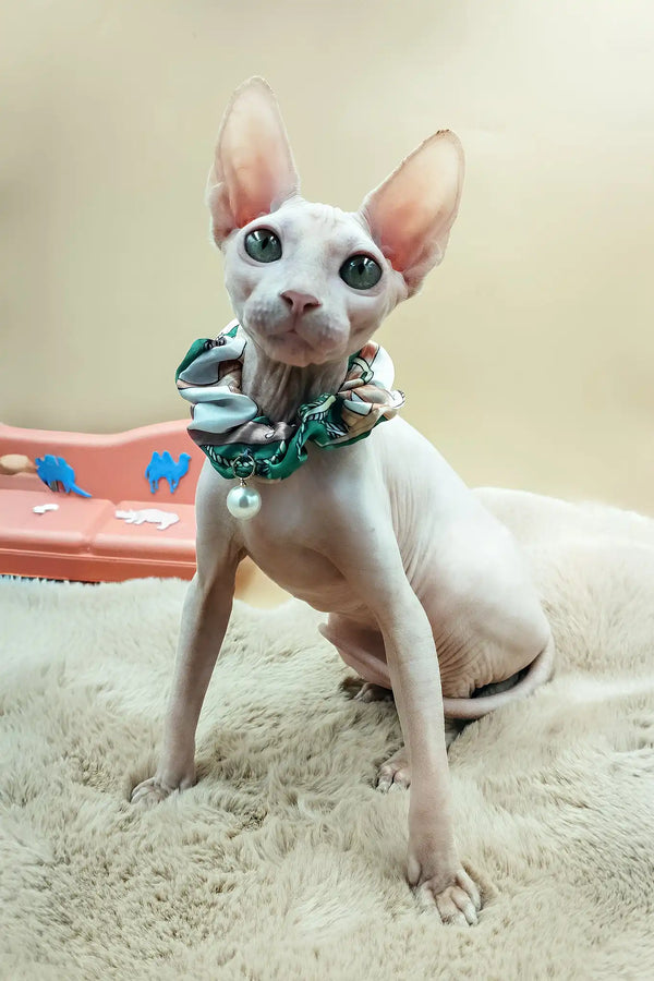 Medea | canadian sphynx kitten