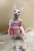 Medea | canadian sphynx kitten