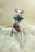 Medea | canadian sphynx kitten
