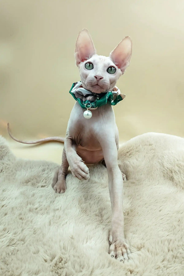 Medea | canadian sphynx kitten