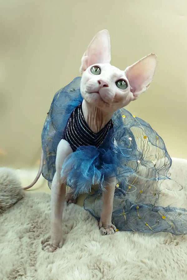 Medea | canadian sphynx kitten