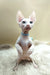 Medea | canadian sphynx kitten