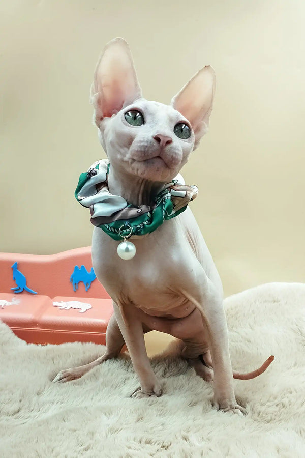 Medea | canadian sphynx kitten