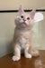 Meil | maine coon kitten