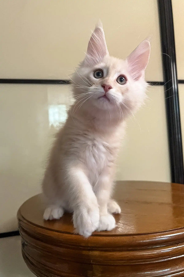 Meil | maine coon kitten