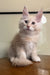 Meil | maine coon kitten