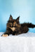 Melanie | maine coon kitten