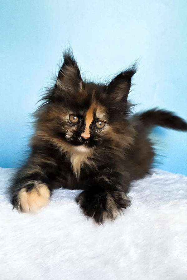 Melanie | maine coon kitten