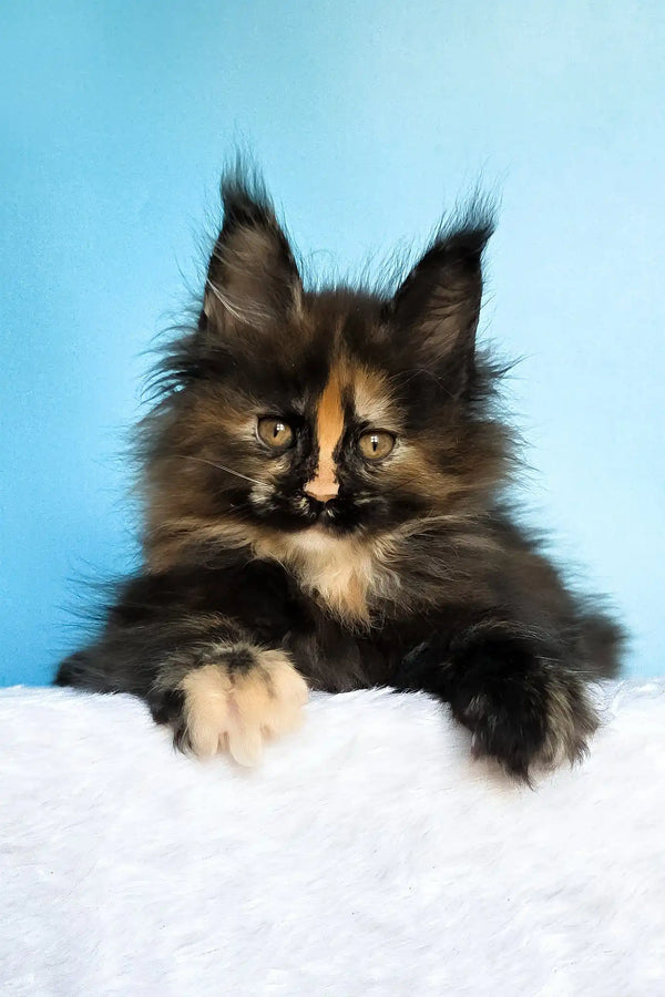 Melanie | maine coon kitten