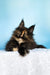 Melanie | maine coon kitten