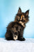 Melanie | maine coon kitten