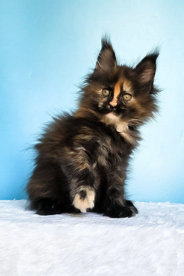 Melanie | maine coon kitten