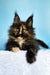 Melanie | maine coon kitten