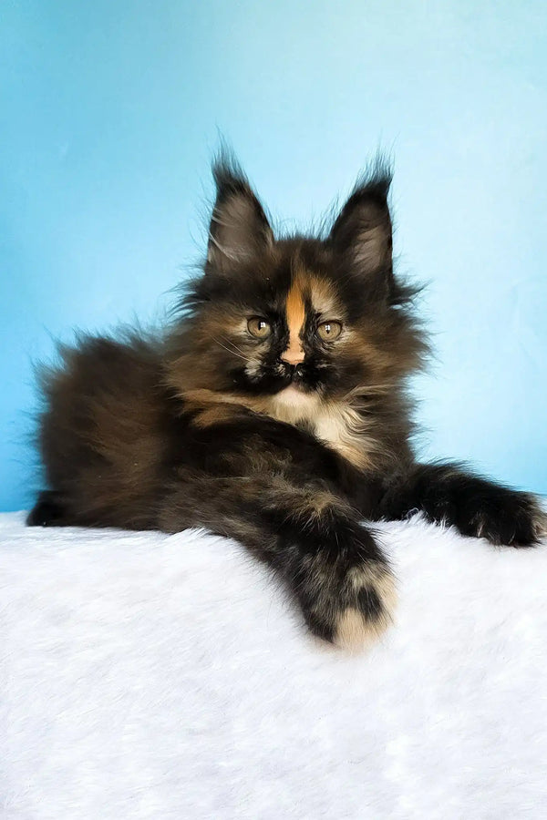 Melanie | maine coon kitten