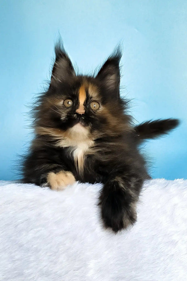 Melanie | maine coon kitten