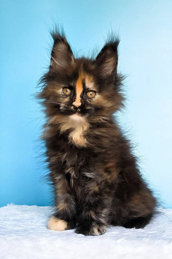 Melanie | maine coon kitten